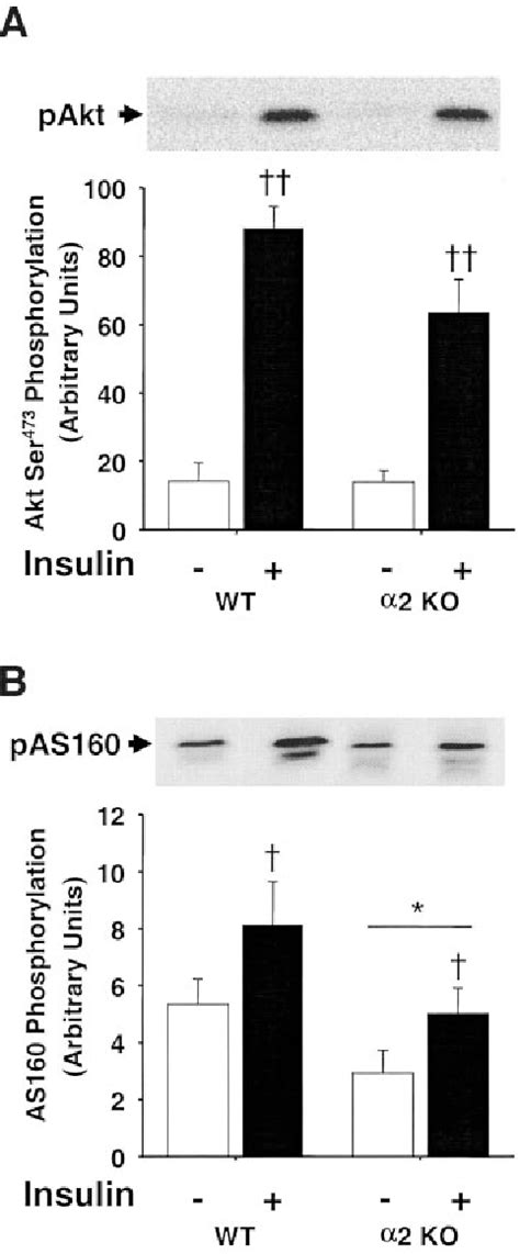 Figure From Ampk Mediated As Phosphorylation In Skeletal Muscle Is