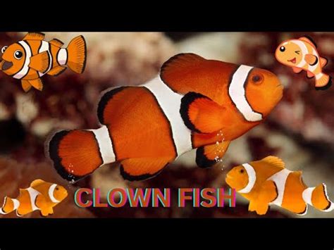 Clownfish Circus Dive Into The Colorful World Of Nemo Friends