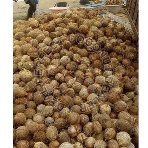 Hard Organic Natural Semi Husked Coconut For Pooja Medicines