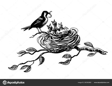 Bird Nest In Tree Drawing