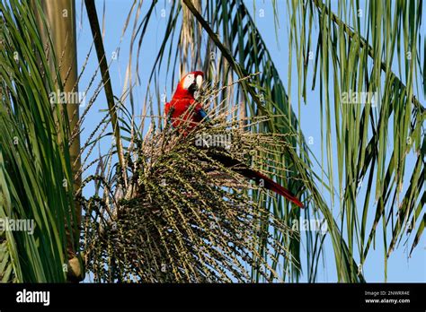 Scarlet Macaw Ara Macao Eating Fruit On Tree Manu National Park