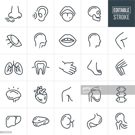 Human Body Parts Thin Icons Editable Stroke High Res Vector Graphic