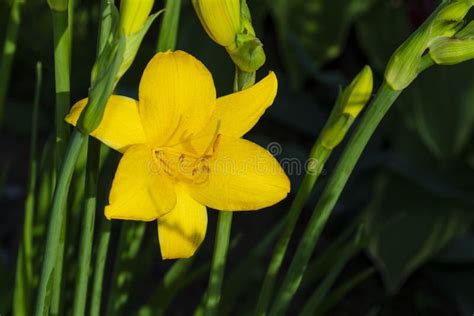 Yellow Lily Flower With Green Grass Stock Image Image Of Blossom Beauty 150602251