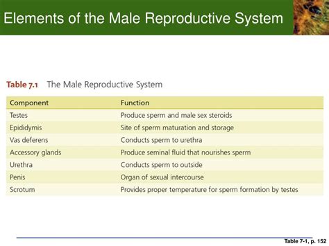Ppt Chp Development And Sex Determination The Human