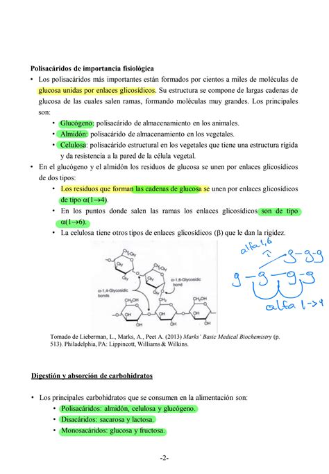 SOLUTION Digesti N De Los Carbohidratos Y Transporte De La Glucosa