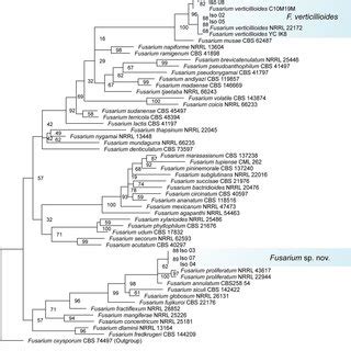 Maximum Likelihood Tree Inferred From Partial Tef Sequences From