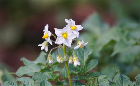 Flowering Potato Potato Flowers Blossom In Sunlight Grow In Plant