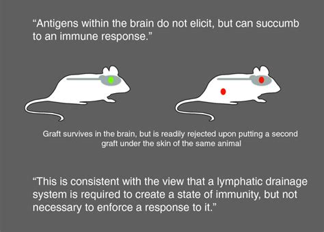 Immune Privilege Of The Brain Neupsy Key