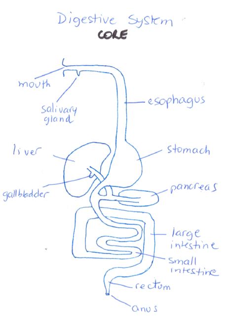 Human Digestive System Drawing At Getdrawings Free Download