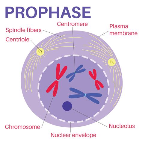 La Profase Es La Primera Etapa De La Divisi N Celular Mitosis Cell