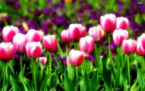 Tulip Wallpapers - Wallpaper Cave