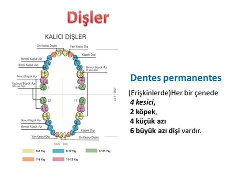 Sindirim Sistemi Anatomisi Stanbul Elcerrahisi