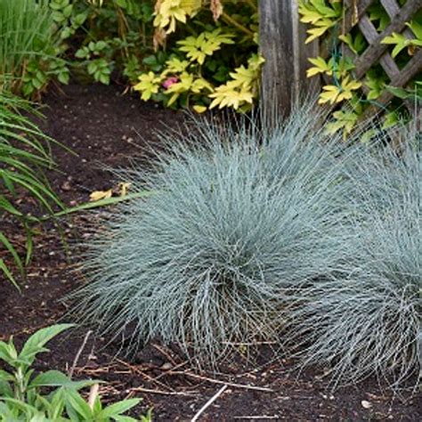 Elijah Blue Fescue Ornamental Grass