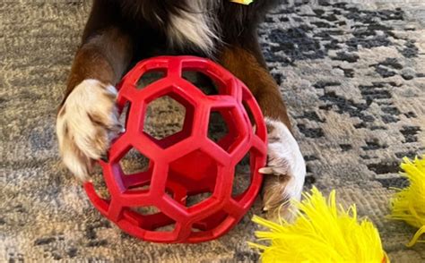 Dog Treat Dispenser Ball $3.50 | Free Stuff Finder