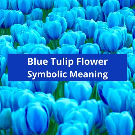 Blue Tulips