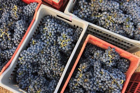 Vendemmia 2021 in Piemonte grande qualità ma calo della produzione del