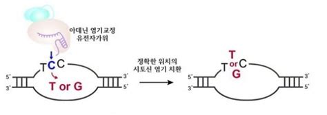 국내 연구진 Dna 염기 하나만 바꾸는 유전자가위 규명 한국경제