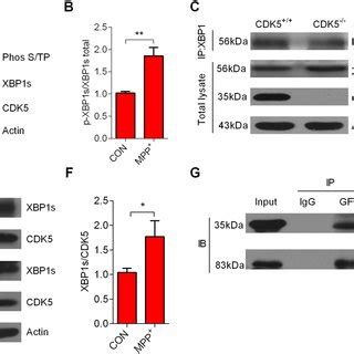 Cdk Mediates The Phosphorylation Of Xbp S A The Expression Level Of