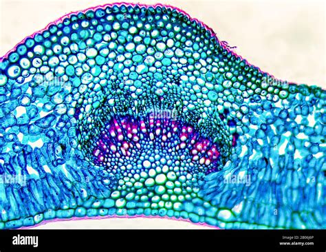 Botanique Science Microscopique Microscope Vue Plante Banque D Image Et