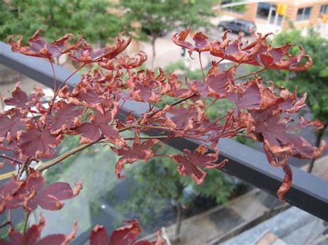 Japanese Maples Leaves Drying Out