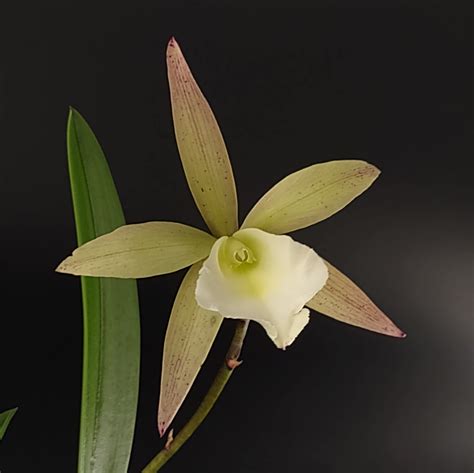 Cattleya Summer Spot X Brassavola Nodosa Kalapana Orchid Farm