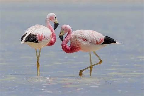 Andean Flamingo - Facts, Diet, Habitat & Pictures on Animalia.bio