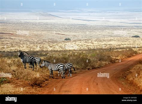 Ngorongoro Krater Burchells Stockfotos Und Bilder Kaufen Alamy