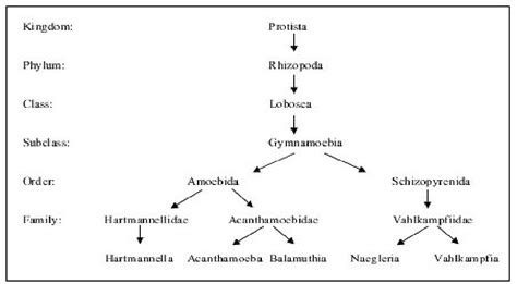 Figure 1 From Laboratory Diagnosis Of Acanthamoeba Keratitis Using The Cepheid Smartcycler ® Ii