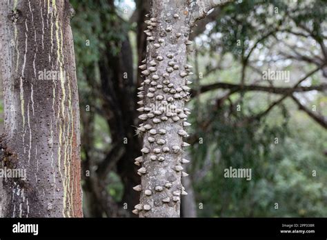 Close Up Of Berry Shaped Fruit Of Silk Floss Tree Ceiba Speciosa The