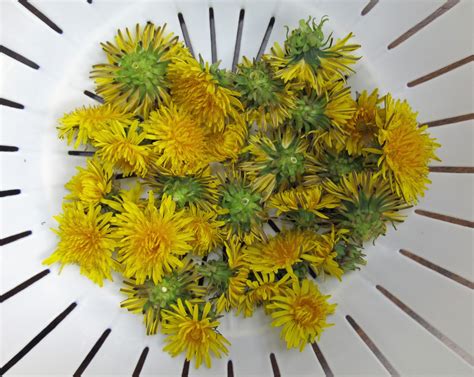 Eating Weeds Dandelion Flowers Awkward Botany