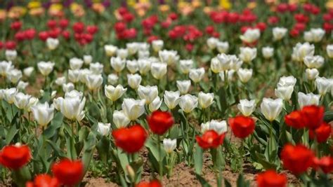 Asia S Largest Tulip Garden In Srinagar Now Open For Visitors Ticket