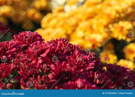 Bunte Chrysanthemen Im Garten Wachsen Stockfoto Bild von blüte