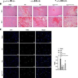 Msc Derived Exosomal Mir P Caused Changes In Gut Microbiota A