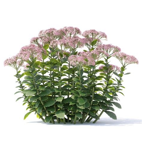 3D Sedum spectabile flower model - TurboSquid 1880269