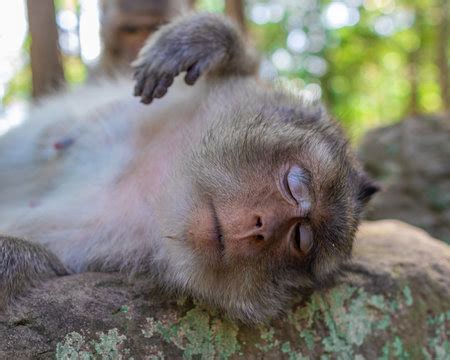 sleeping monkey images browse  stock  vectors  video