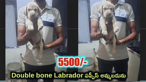 Top Quality Labrador Puppies For Sale In Telugu Aj Pets