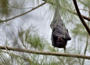 Flying-Fox Bat | Habitat, Facts & Examples | Study.com