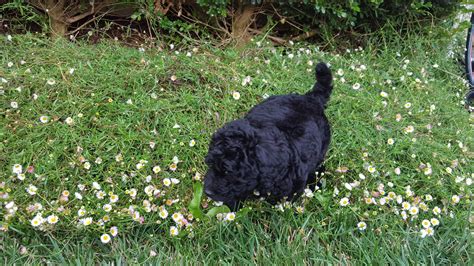 At home with their new families | Salisbury Park Groodles