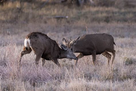 7 Sounds And Noises Deer Make (How To Identify Them) - Pest Pointers