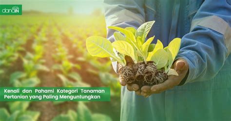 Kenali Dan Pahami Kategori Tanaman Pertanian Yang Paling Menguntungkan