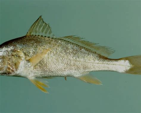 Atlantic croaker - Facts, Diet, Habitat & Pictures on Animalia.bio