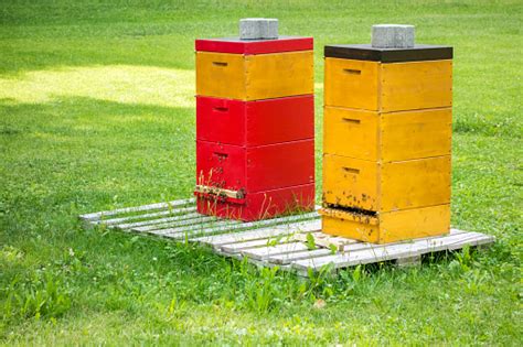 Two Bee Hives In The Green Grass Stock Photo Download Image Now