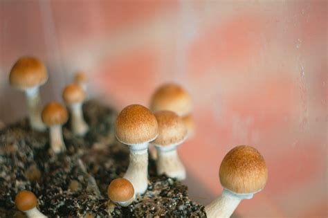 Magic Mushrooms Psilocybin Cubensis Home Mushroom Cultivation Stock