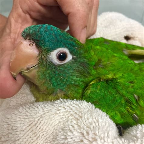 Blue Crown Conure #171654 for sale in East of Dallas (off of I 20) Lindale Tx, TX