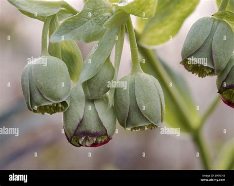 Helleborus Foetidus Stinking Hellebore Flowers Stock Photo Alamy