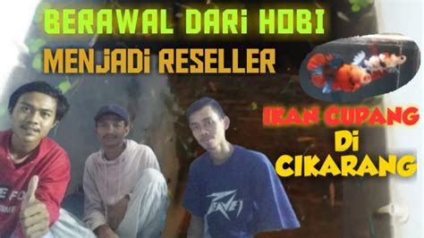 Ikan Cupang Berawal Dari Hobi Menjadi Reseller Ikan Cupang Di Cikarang