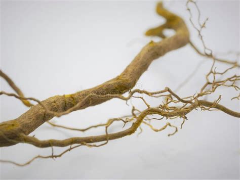 Close Up Of Berberis Barberry Root Cut In Half To Show Yellow Pigment