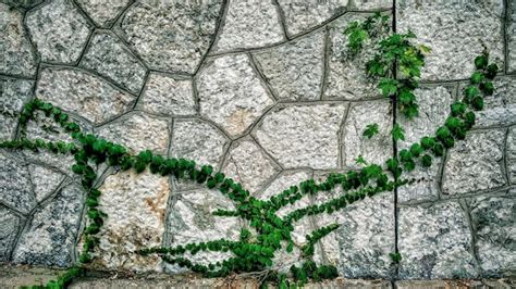 Planta Que Crece En La Pared Foto Premium