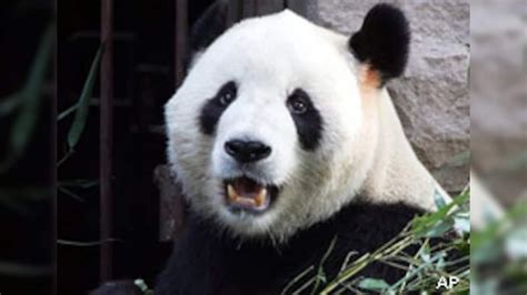 TIL That in 2006 in a Chinese Zoo a Panda attacked a drunk man who ...