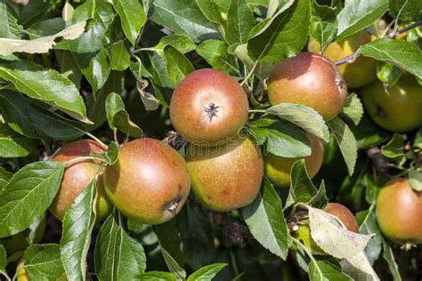 Malus Domestica Meridian Apples Stock Image Image Of Tree Fruit